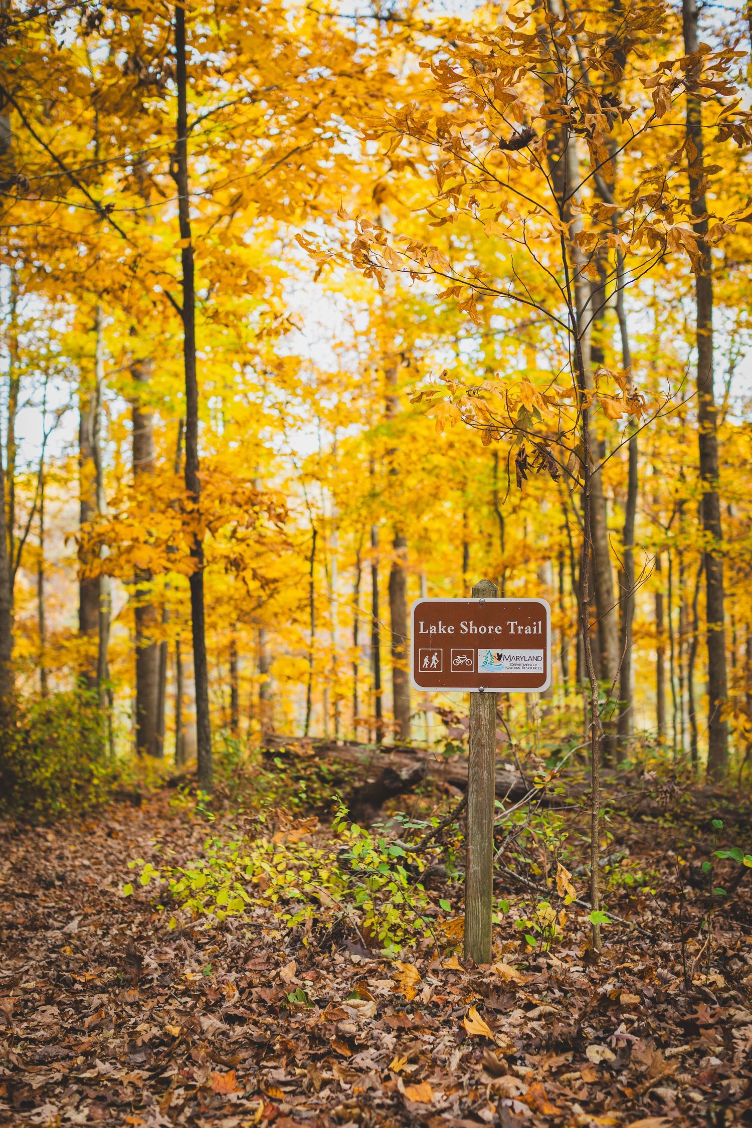 Wooden Lake Shore Trail sign surrounded by vibrant autumn foliage in a forest with golden yellow leaves covering the ground.