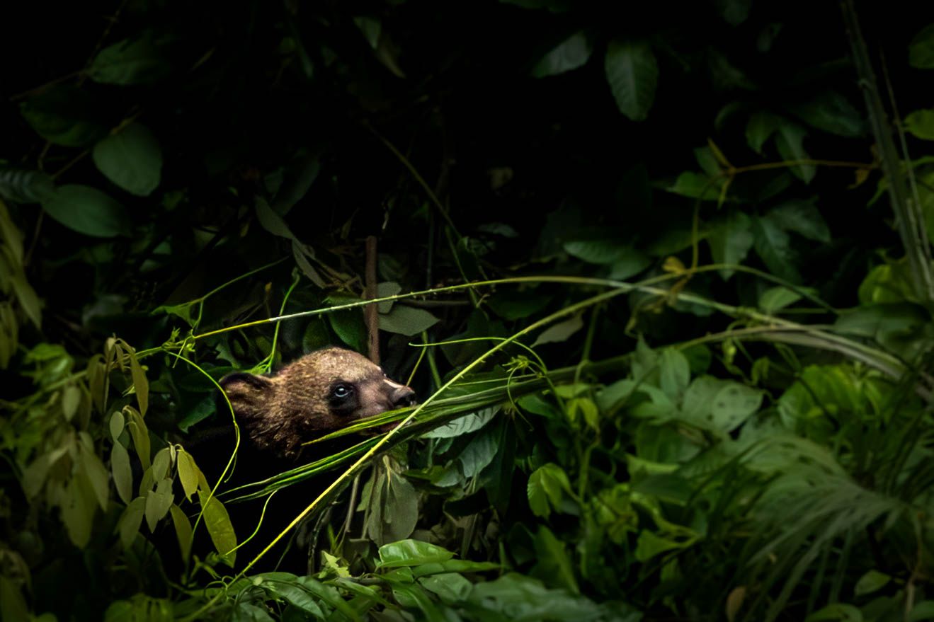 Baby Asiatic Black Bear (moon bear) in Khao Yai National Park, Thailand