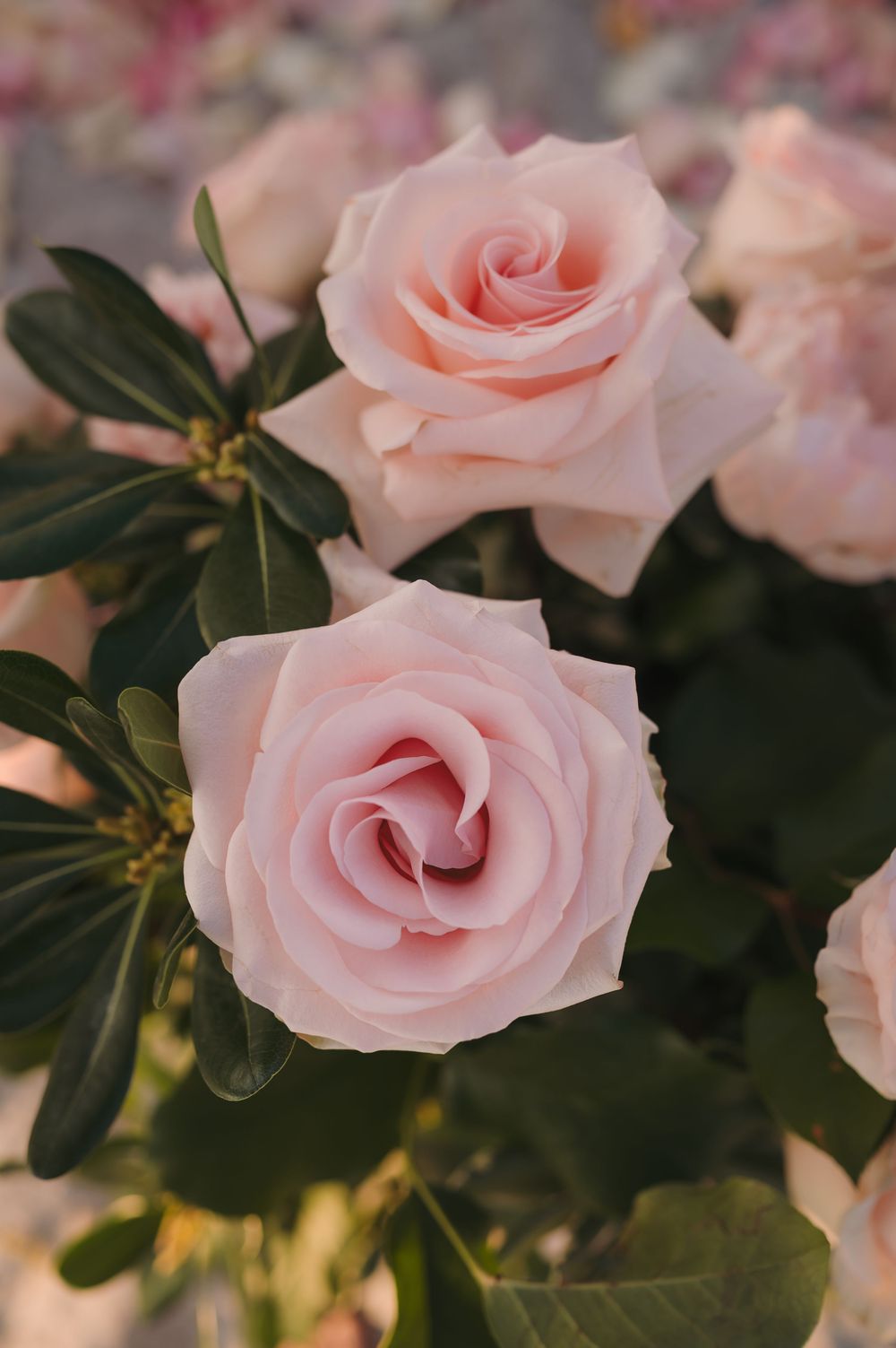 Close-up of delicate pink roses in full bloom with lush green leaves in soft romantic lighting.