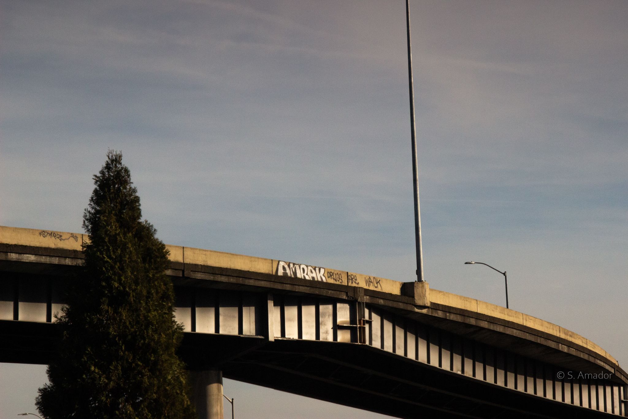A curved concrete highway overpass with graffiti, a tall evergreen tree, and street lamp against a blue sky.