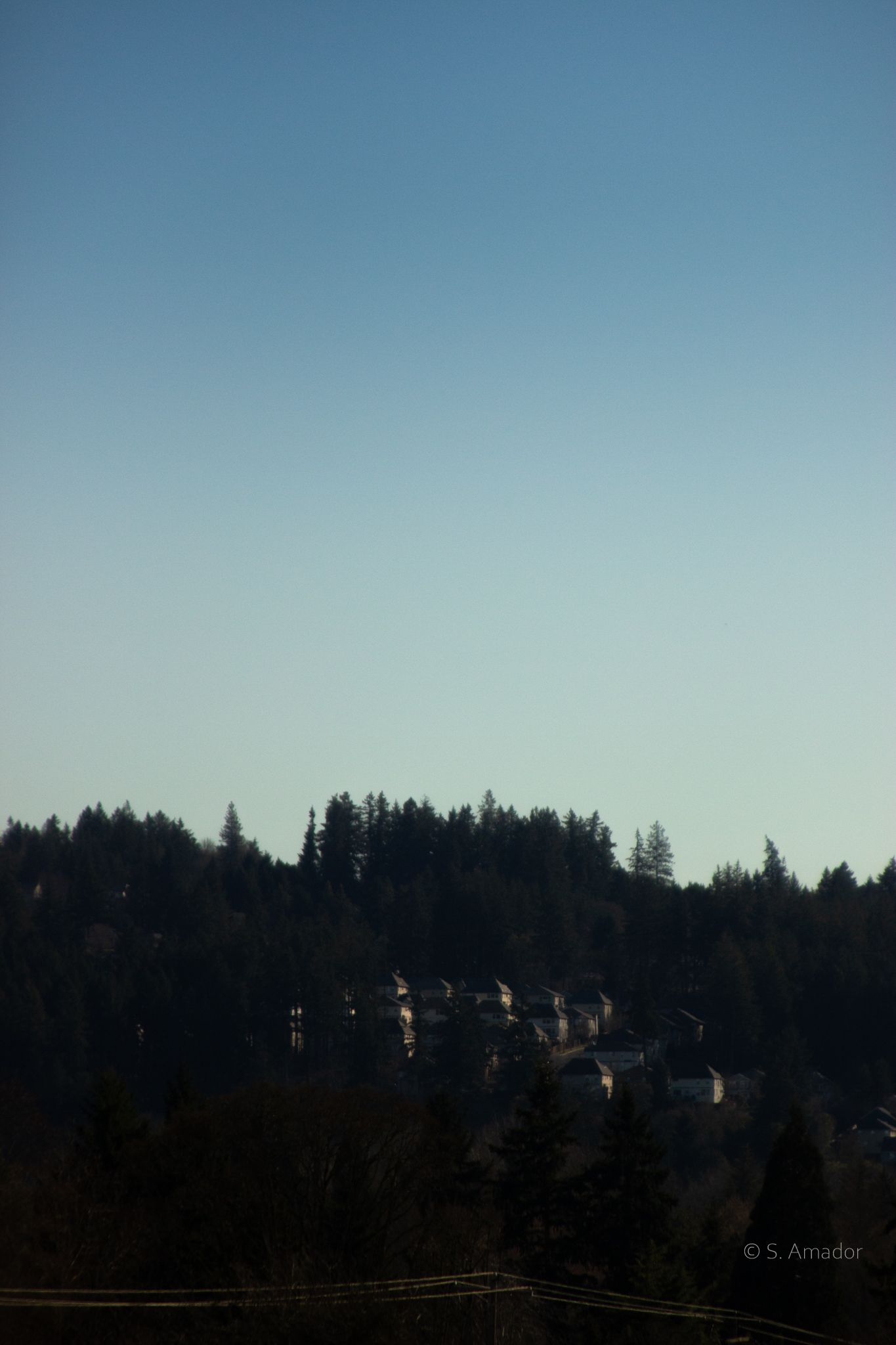 Dense evergreen forest covering a hillside with residential homes nestled among trees under a clear blue sky.