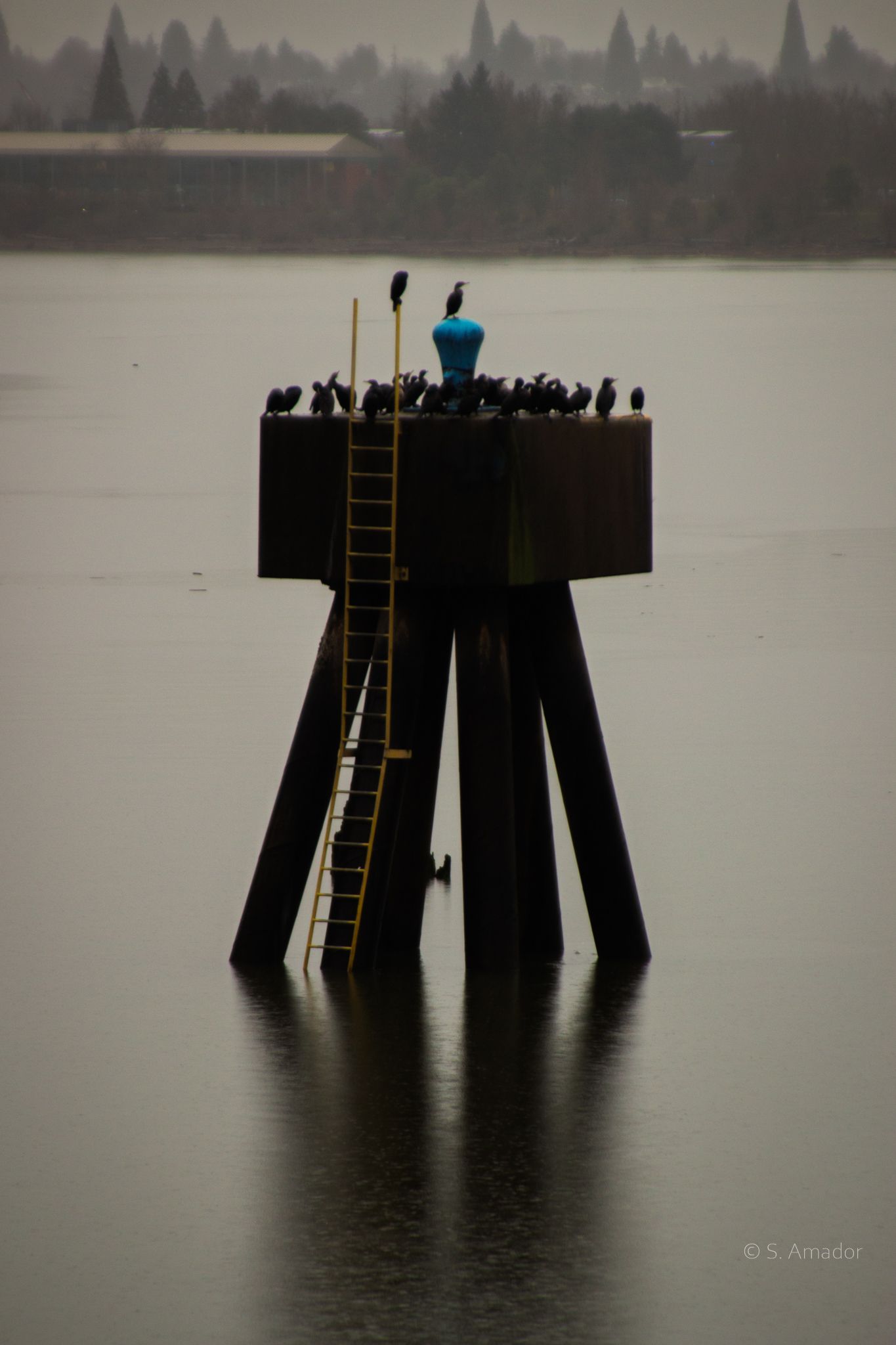 Flock of cormorants perched on industrial river piling structure with yellow ladder on overcast day.