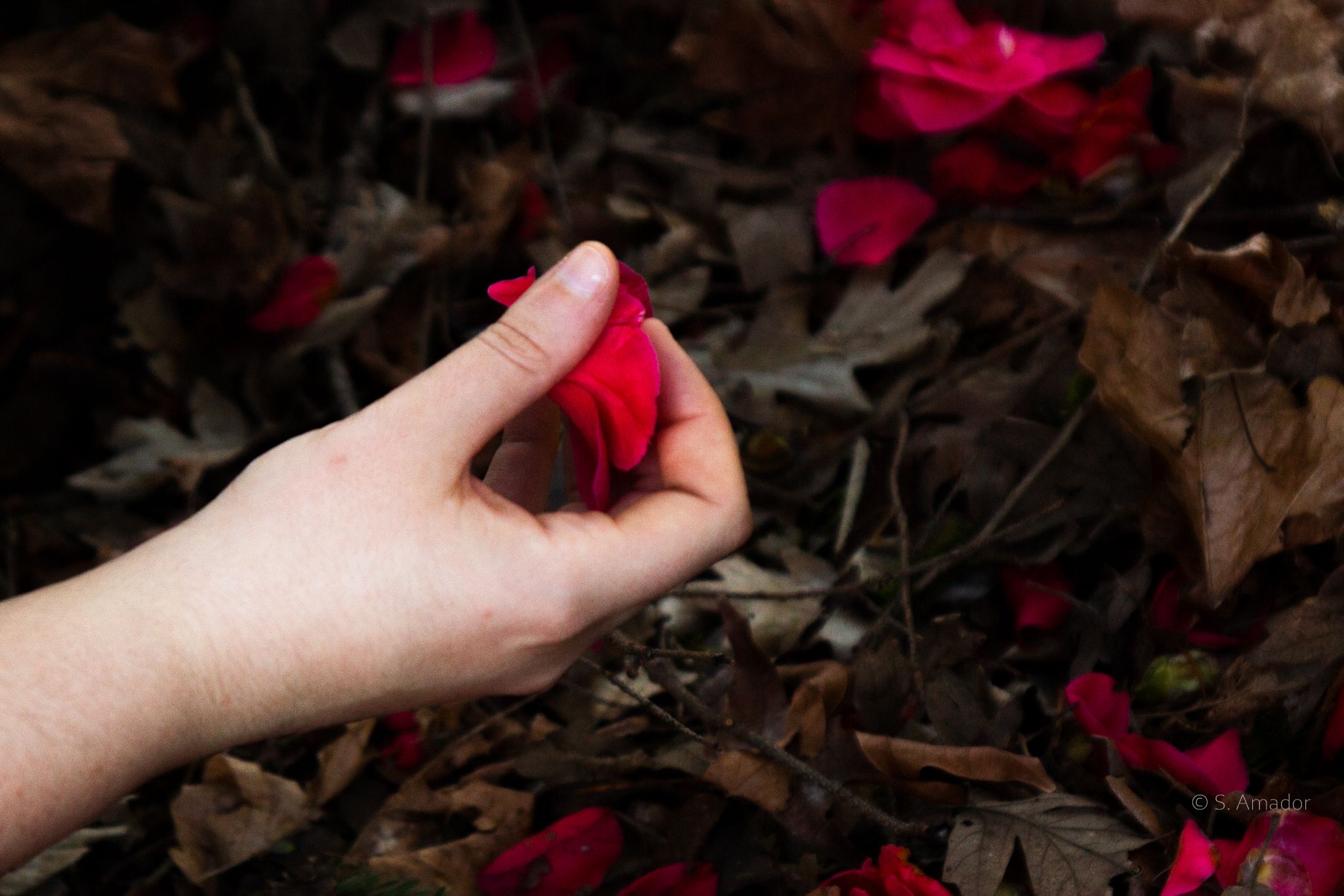 A hand holding a red rose petal over fallen autumn leaves and scattered red petals.