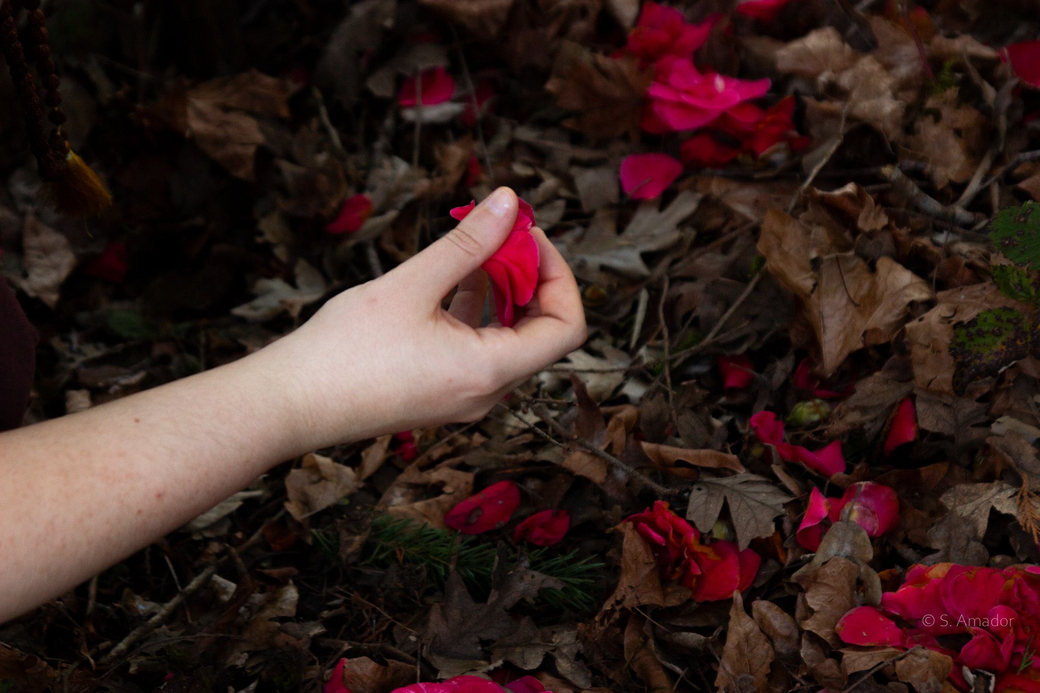 A hand with red nails picking up a red flower petal from a bed of brown autumn leaves outdoors.