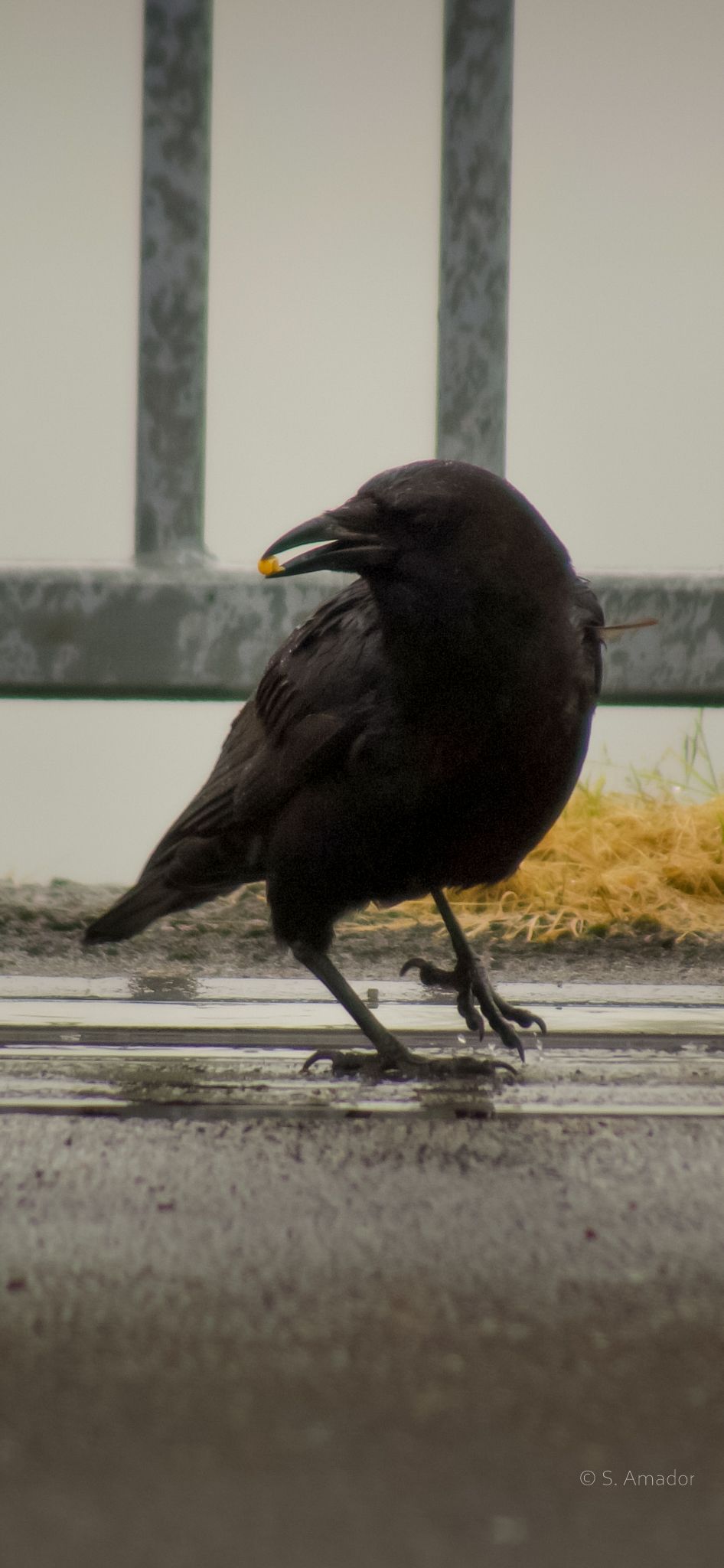 A black crow standing on a wet surface holding a small yellow object in its beak near a metal fence.