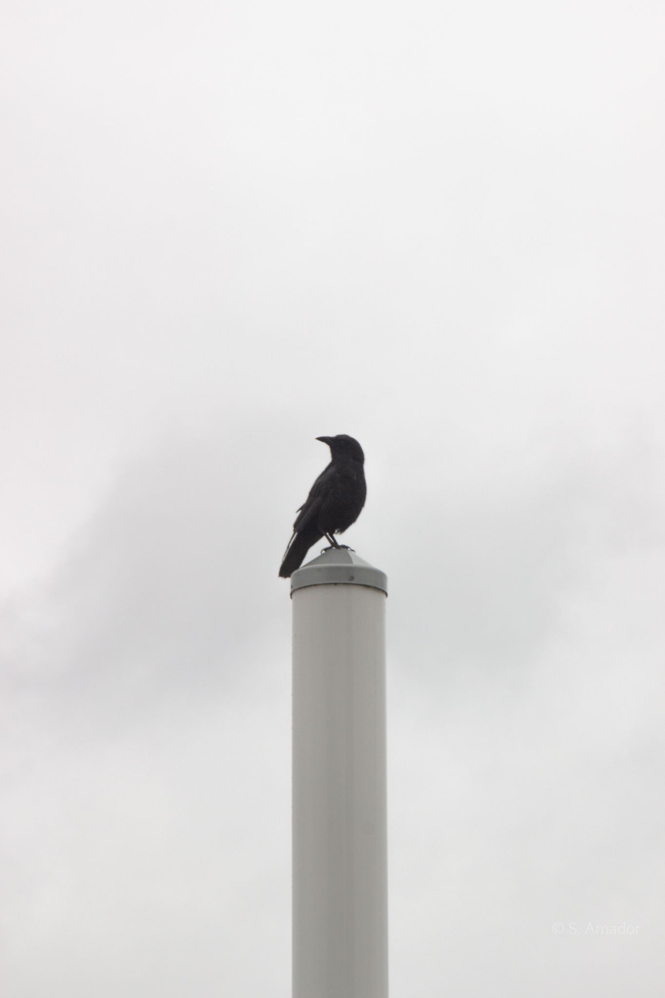 Black crow perched on top of a gray cylindrical pole against an overcast cloudy sky.
