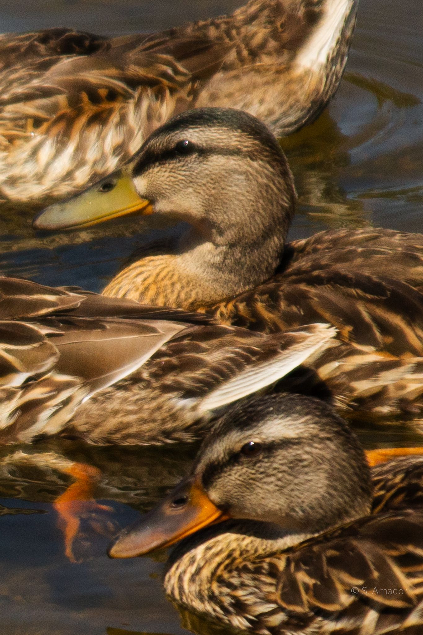 Three female mallard ducks swimming closely together in calm water with warm sunlight.