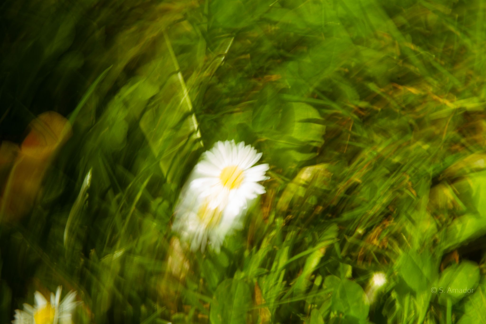 A white daisy flower stands out among blurred swirling green grass in an artistic motion-effect nature photo.