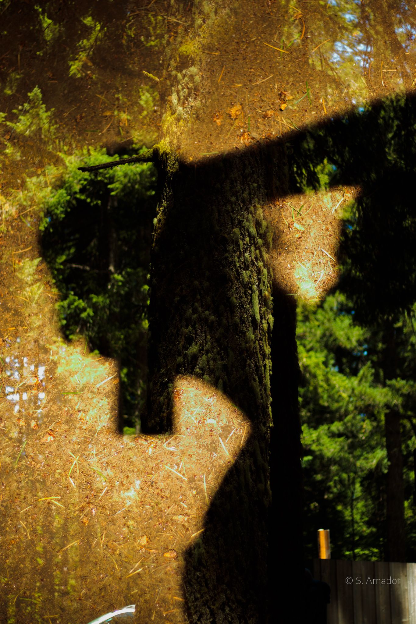 Shadow of a person with a hat cast on a mossy tree trunk surrounded by green forest foliage.