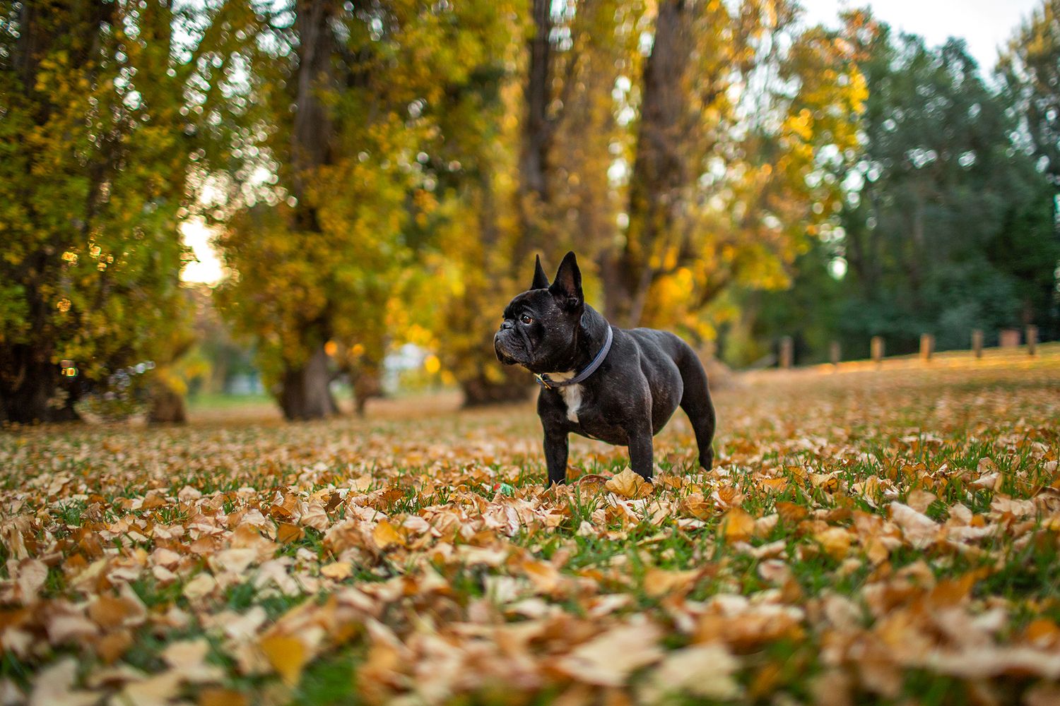 French Bulldog amongst autumn leaves in the Perth Hills