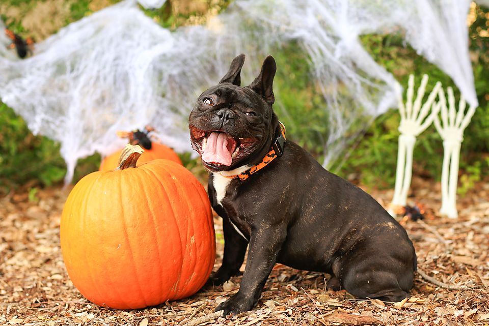 French Bulldog pulling a funny face during a halloween shoot at a perth park