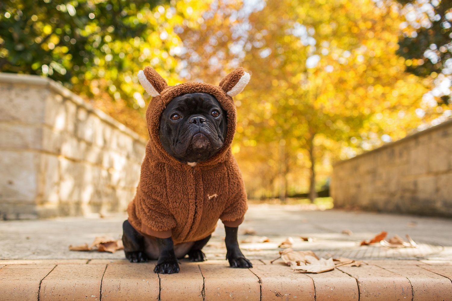 French Bulldog dressed up in a teddy bear oufit at golden hour with a background full of beautiful bright autumn leaves in Subiaco, Perth