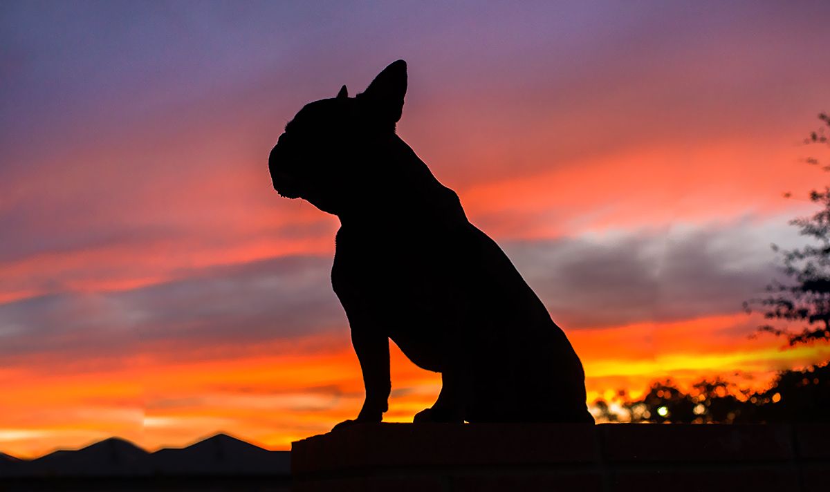 French Bulldog silhouette during a Perth sunset