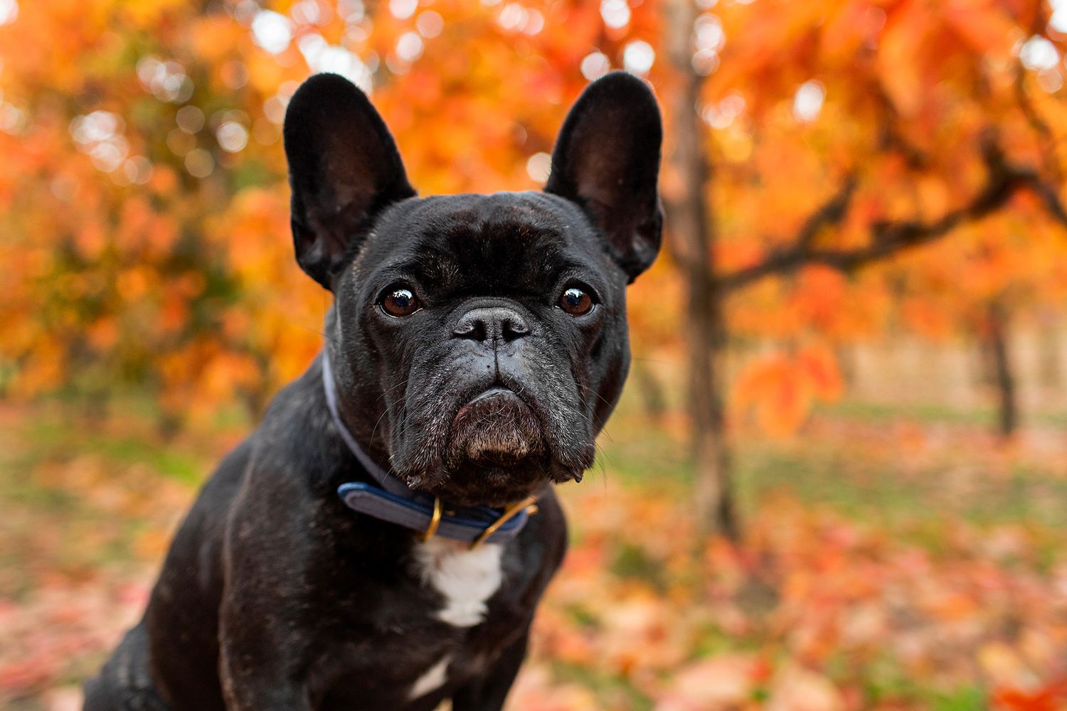 French Bulldog amongst the brightly coloured persimmon leaves at Raeburn Orchards in Roleystone. Located in Perth Hills