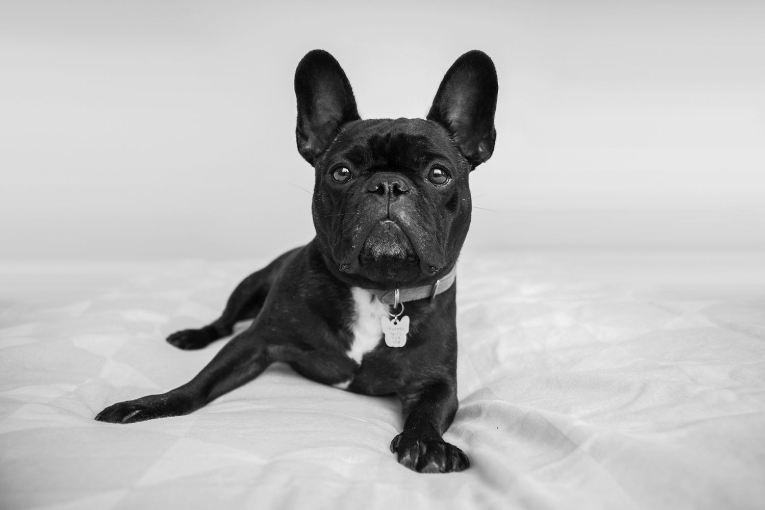 French Bulldog posing on a bed in black and white