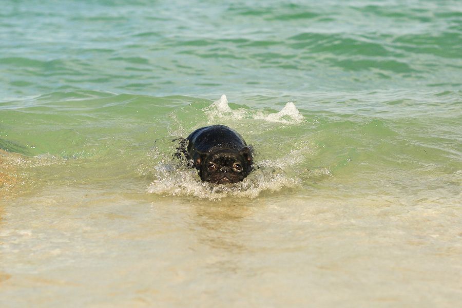 French Bulldog going for a swim at South beach in Fremantle