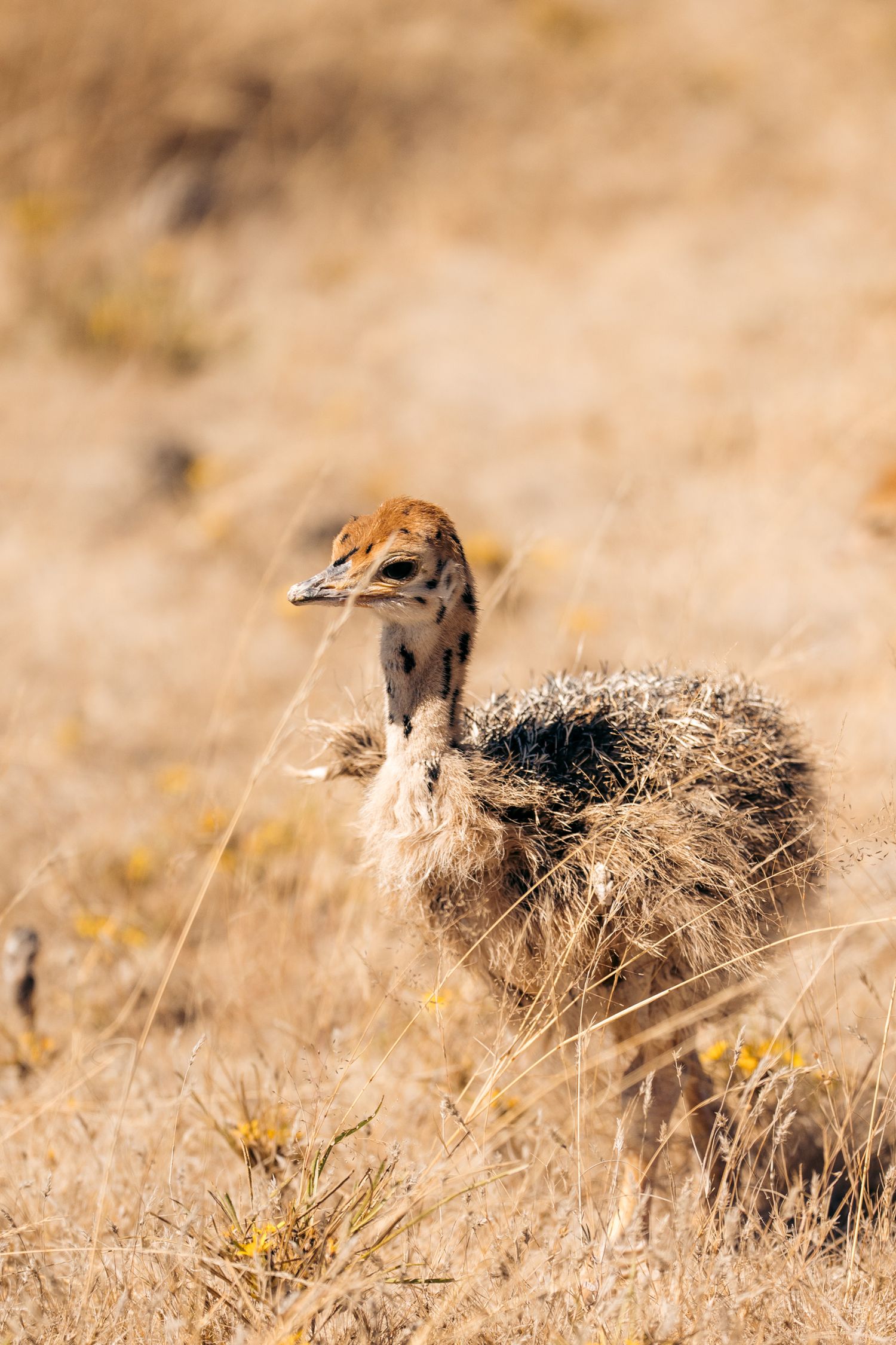 bébé autruche etosha