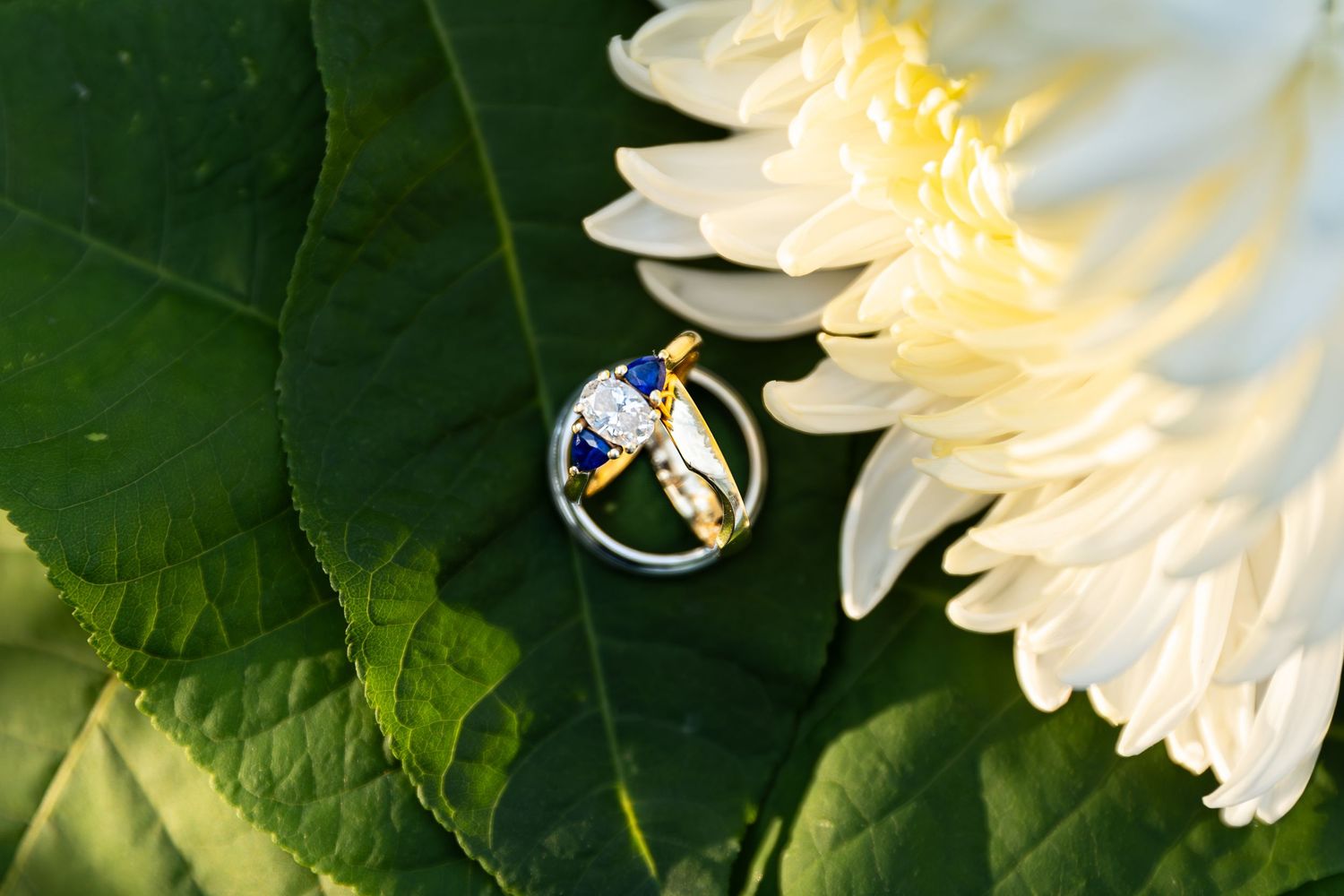 Gold wedding rings with sapphire and diamond engagement ring resting on green leaves at the civic garden complex in london, ontario.