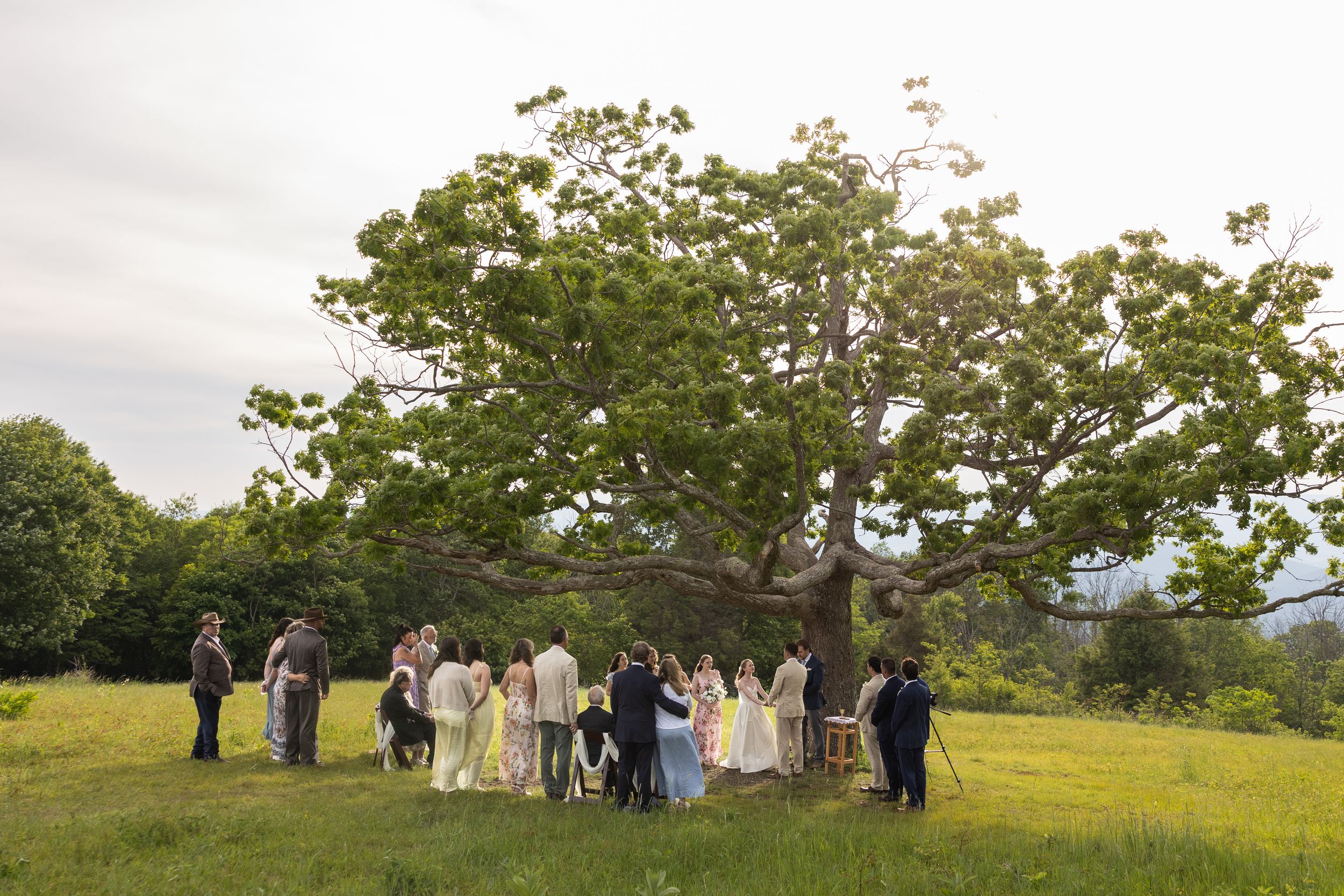 Outdoor wedding ceremony under a large tree in a green meadow with guests gathered at golden hour.