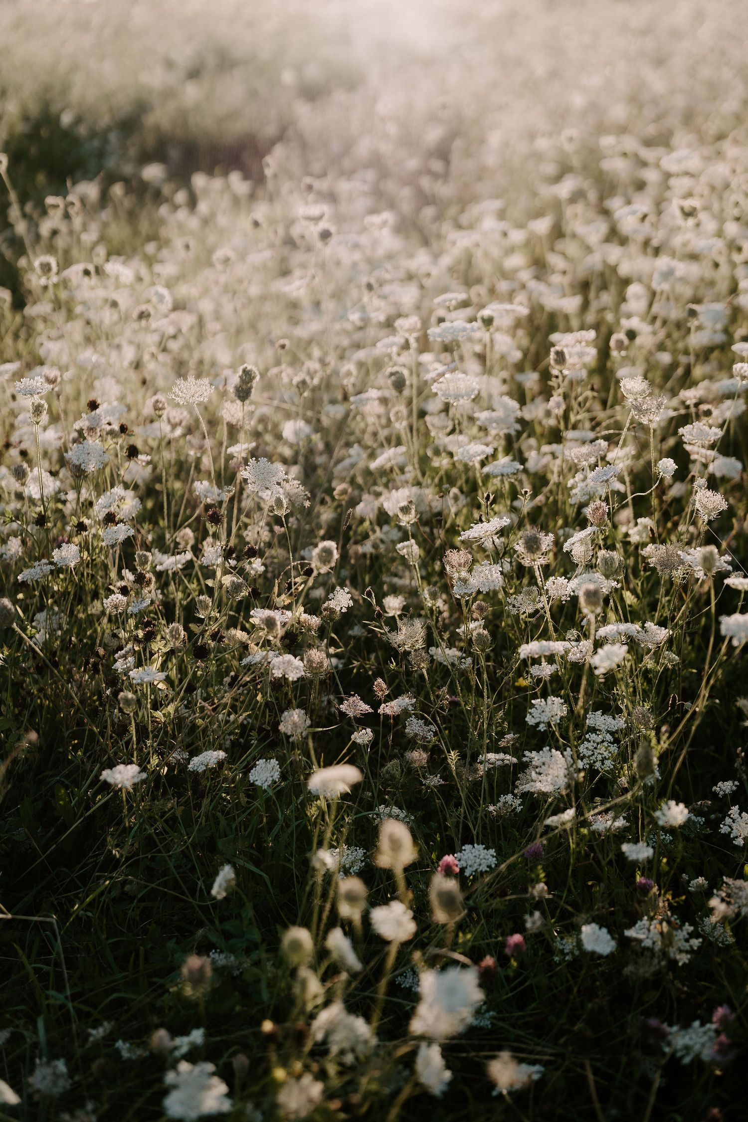 meadow at stone barn in cheltenham