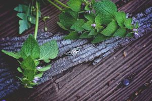 Fresh green mint leaves and lavender sprigs arranged on dark wooden boards.