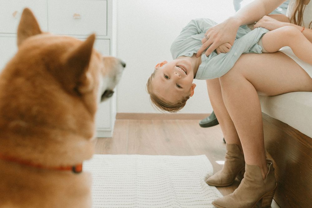 Shiba Inu dog watching playful family moment on couch.