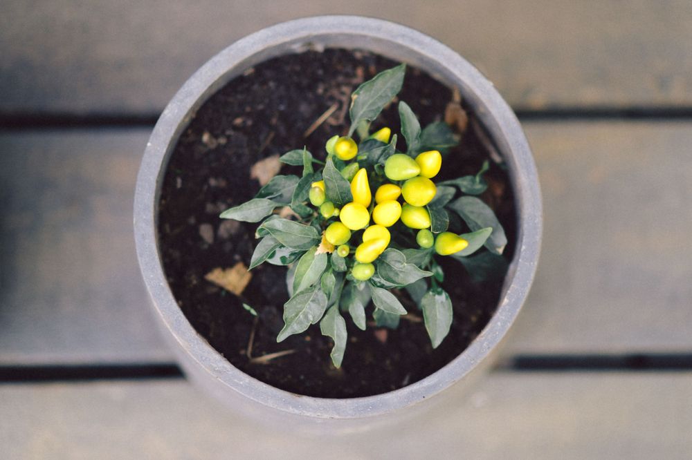 Small yellow flowers growing in gray potted plant with dark soil.