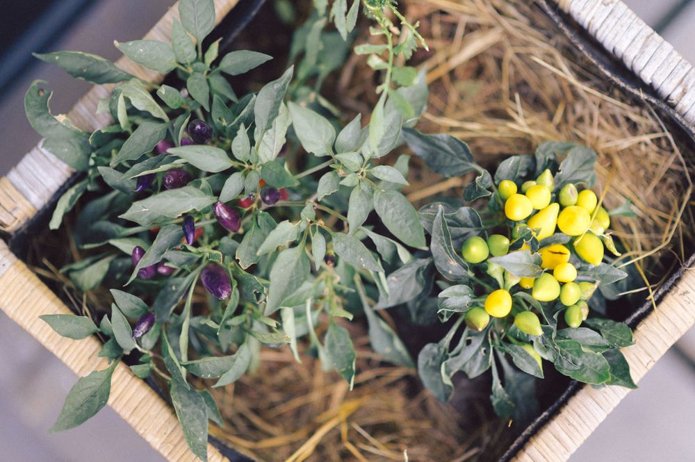 Yellow and purple blooms nestled in green foliage within rustic basket.