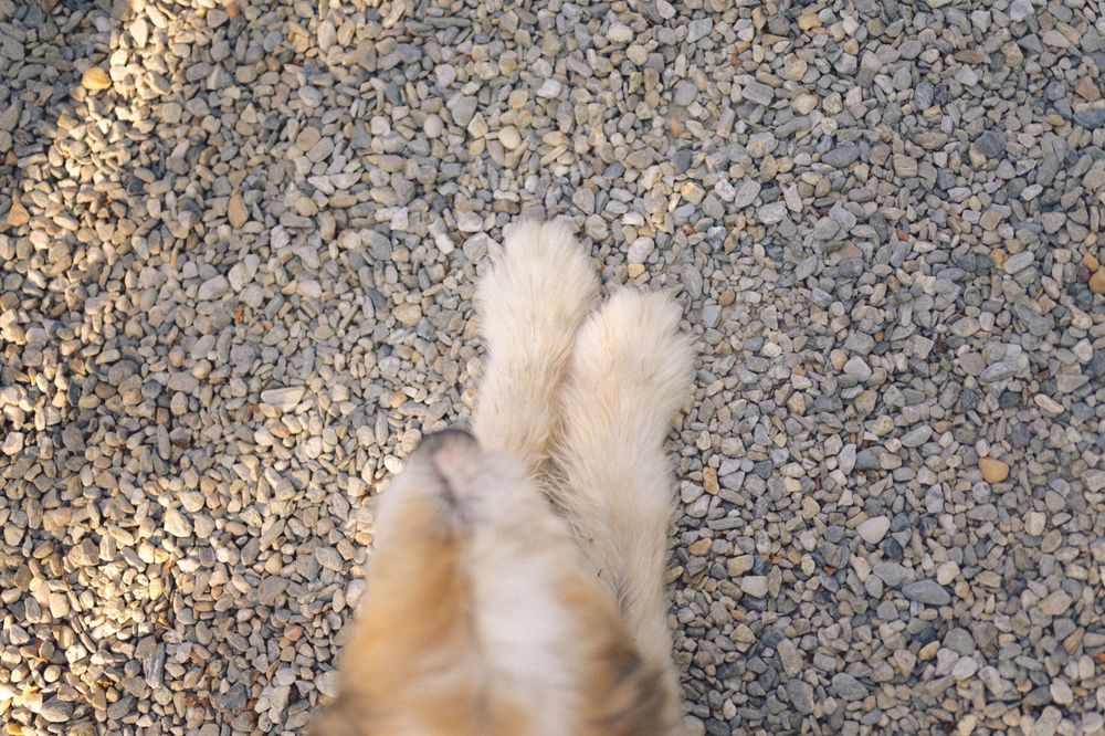A close-up view of dog paws on gravel ground in sunlight.