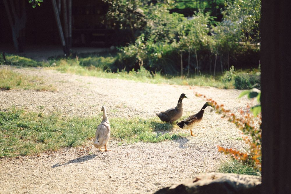 Three geese walk along a dirt path near a pond in a natural setting.