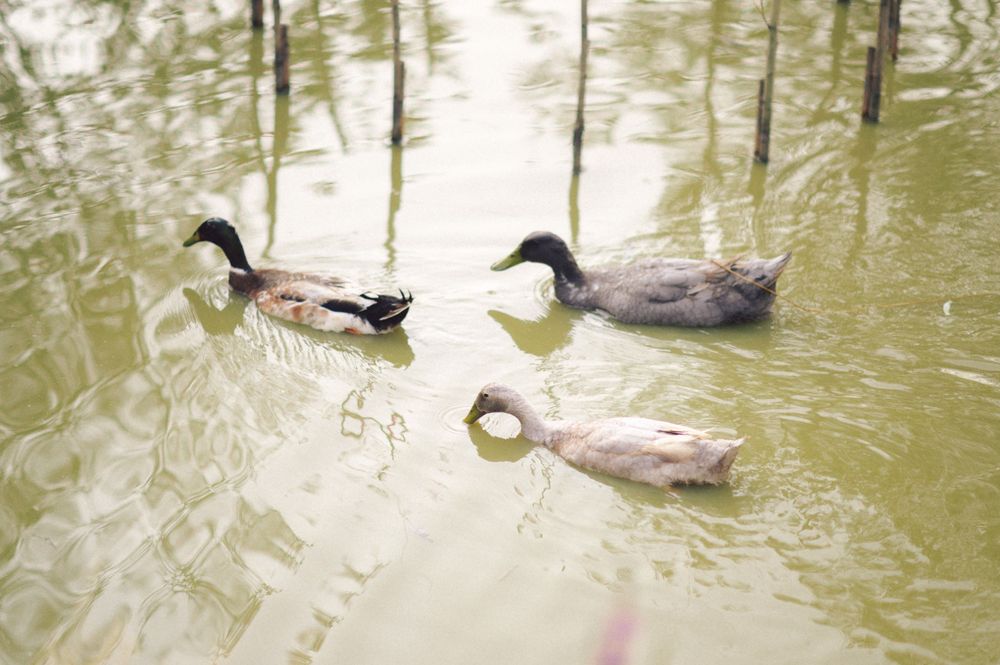 Three ducks swimming in peaceful pond water.