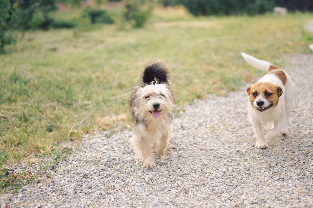 Two small fluffy dogs running together on a gravel path outdoors.