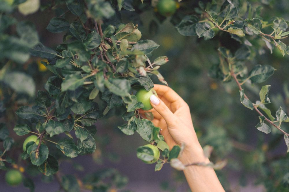 Hand reaching out to touch leaves on tree branch in garden setting.