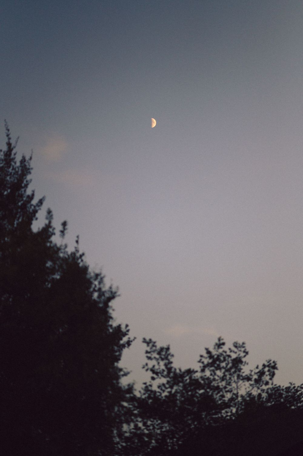 A half moon glows in the evening sky above dark silhouettes of trees.