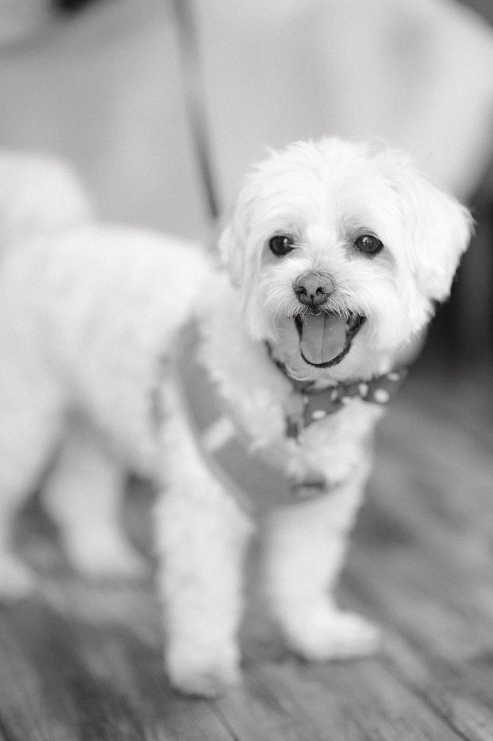 A happy white fluffy dog smiling at the camera in black and white photography.