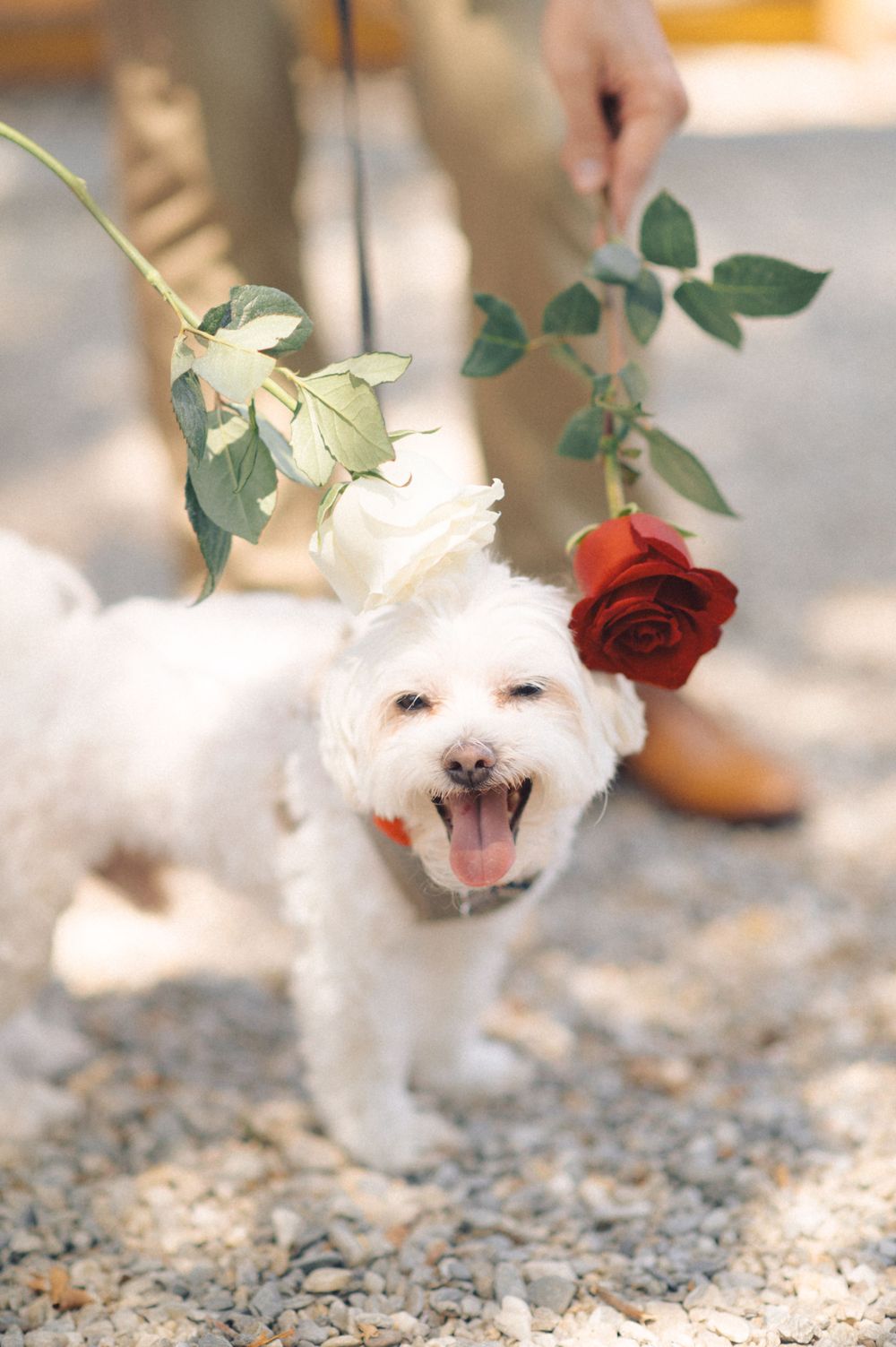 Happy white dog with roses above its head smiling at the camera.