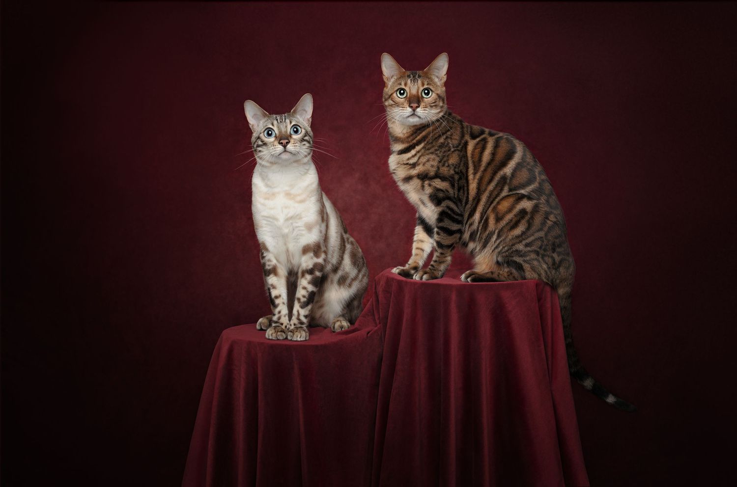 Multiple bengal cats sitting on a burgundy tablecloth in a formal studio portrait setting.