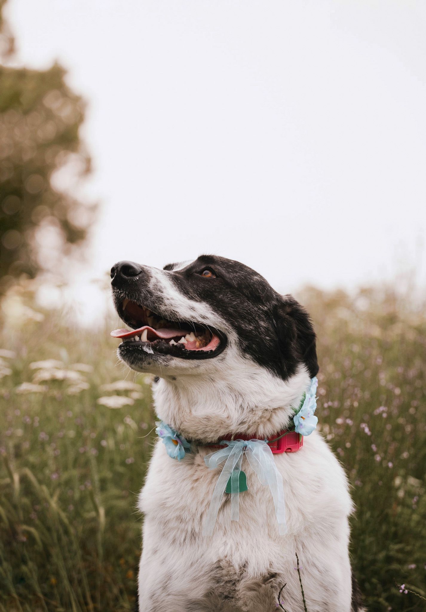 Oklahoma dog photographer