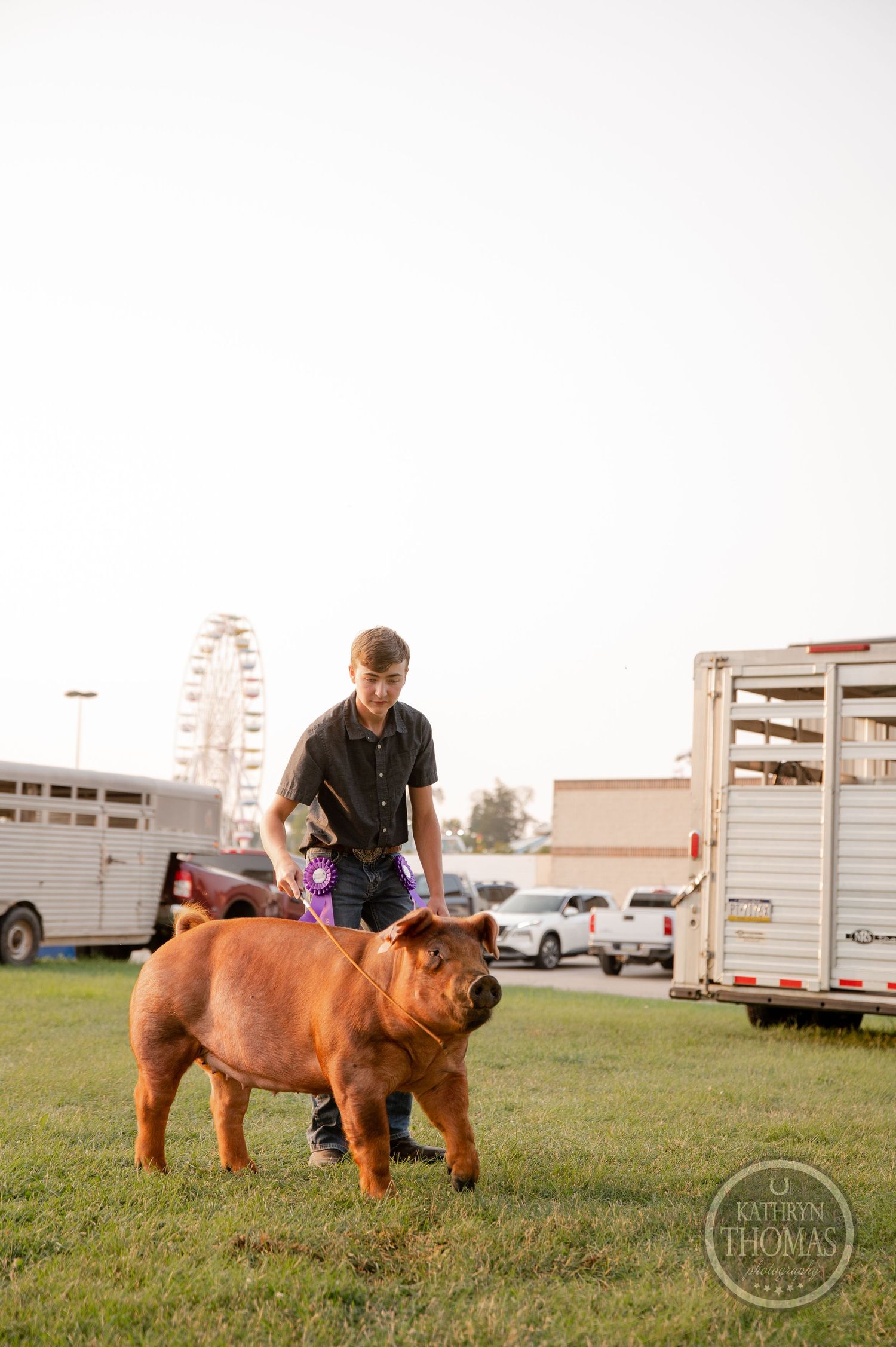 Handler showing a red show pig on grass with fairground attractions in background.