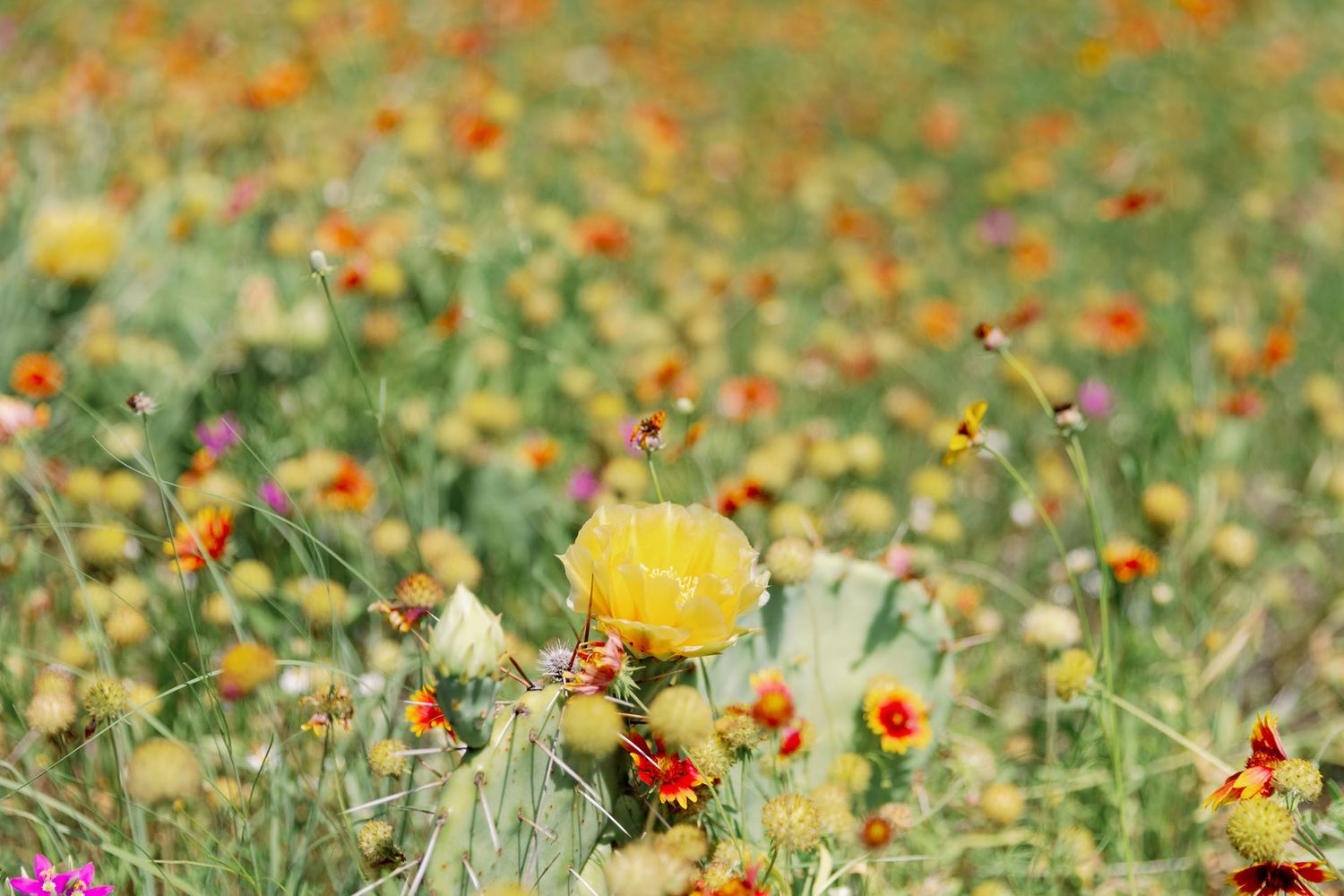 A colorful wildflower meadow with yellow and orange blooms in soft focus.