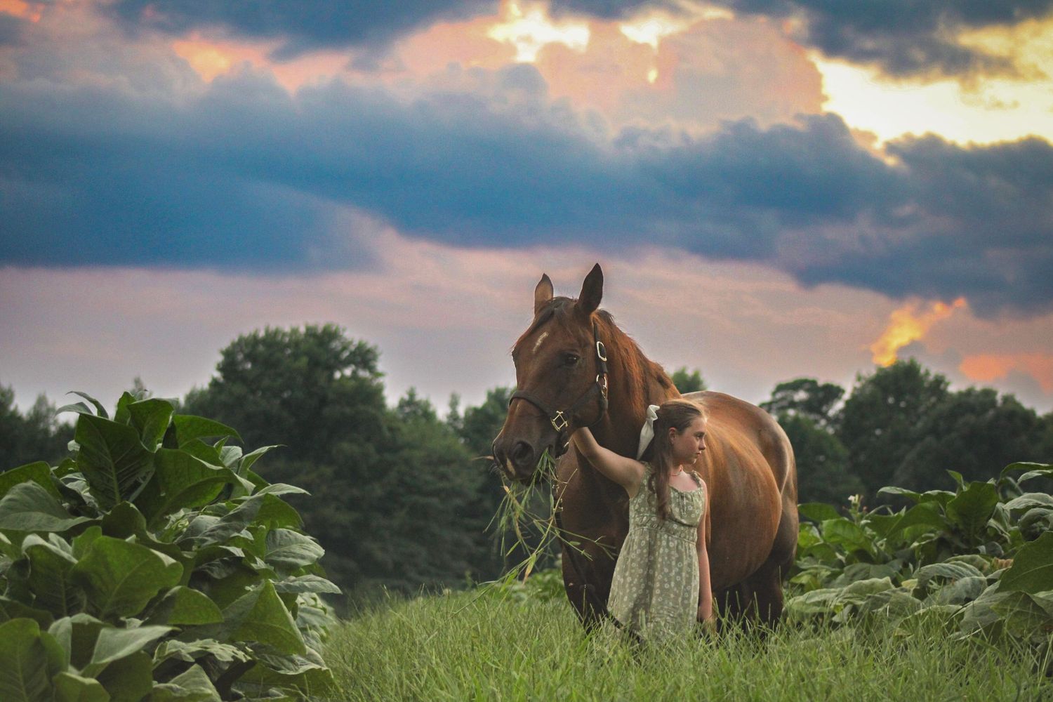 Brown horse standing in green field against dramatic sunset sky with clouds.