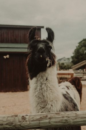 Close-up portrait of a black and white llama looking at camera against a red barn background.