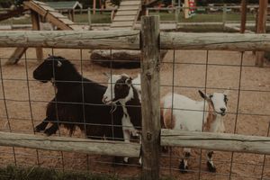 Black and white goats stand behind a wooden fence at a farm.
