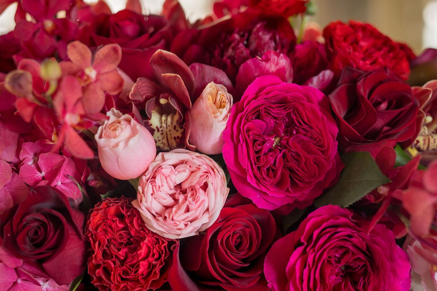 Close-up of lush pink and red garden roses in full bloom showing different varieties and textures.