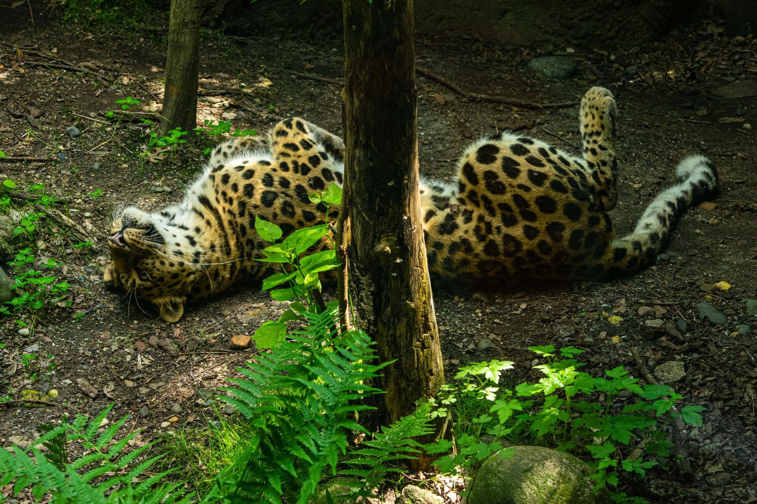 Leopard lounging on forest floor beside tree trunk with lush ferns in the background.