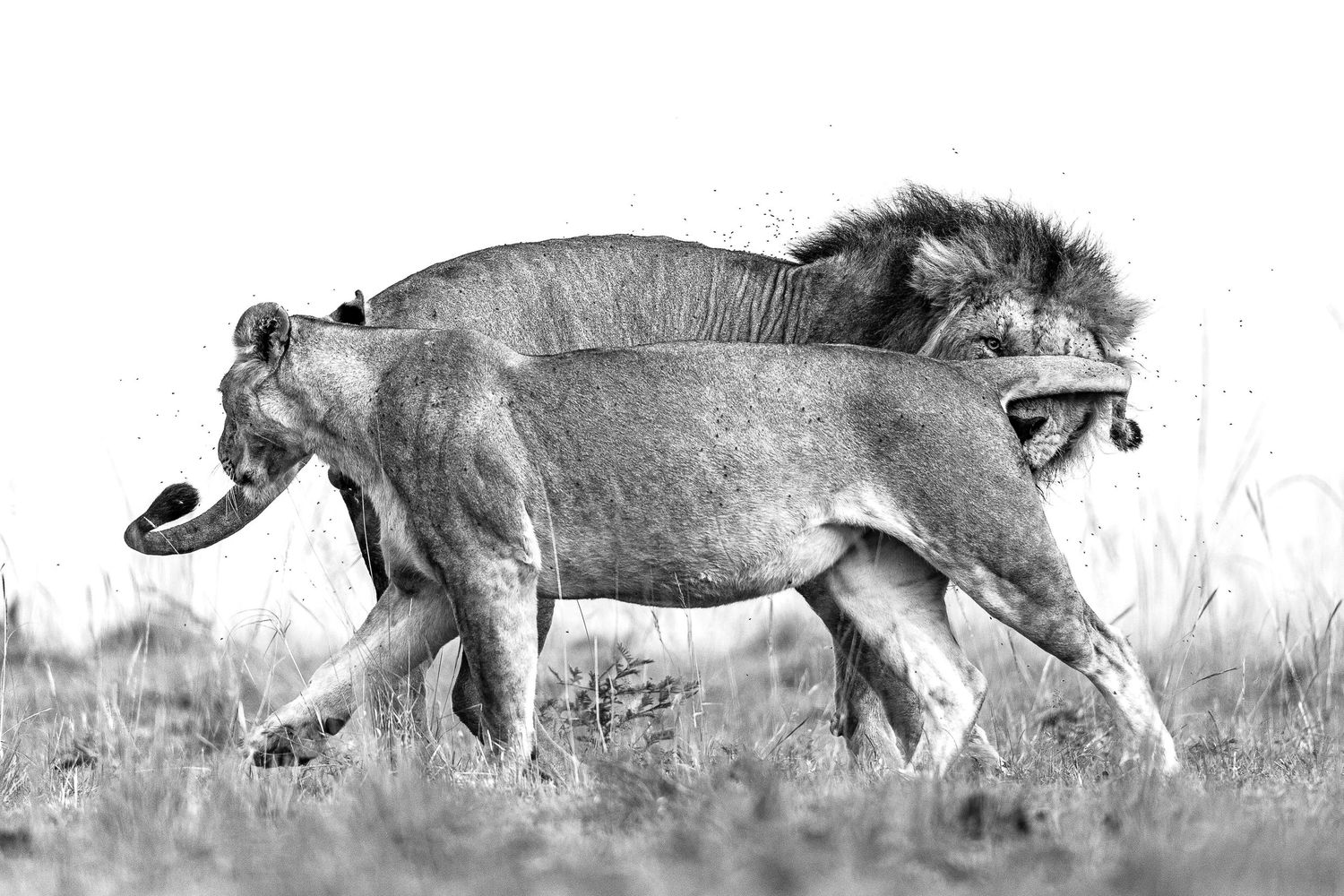lion mating