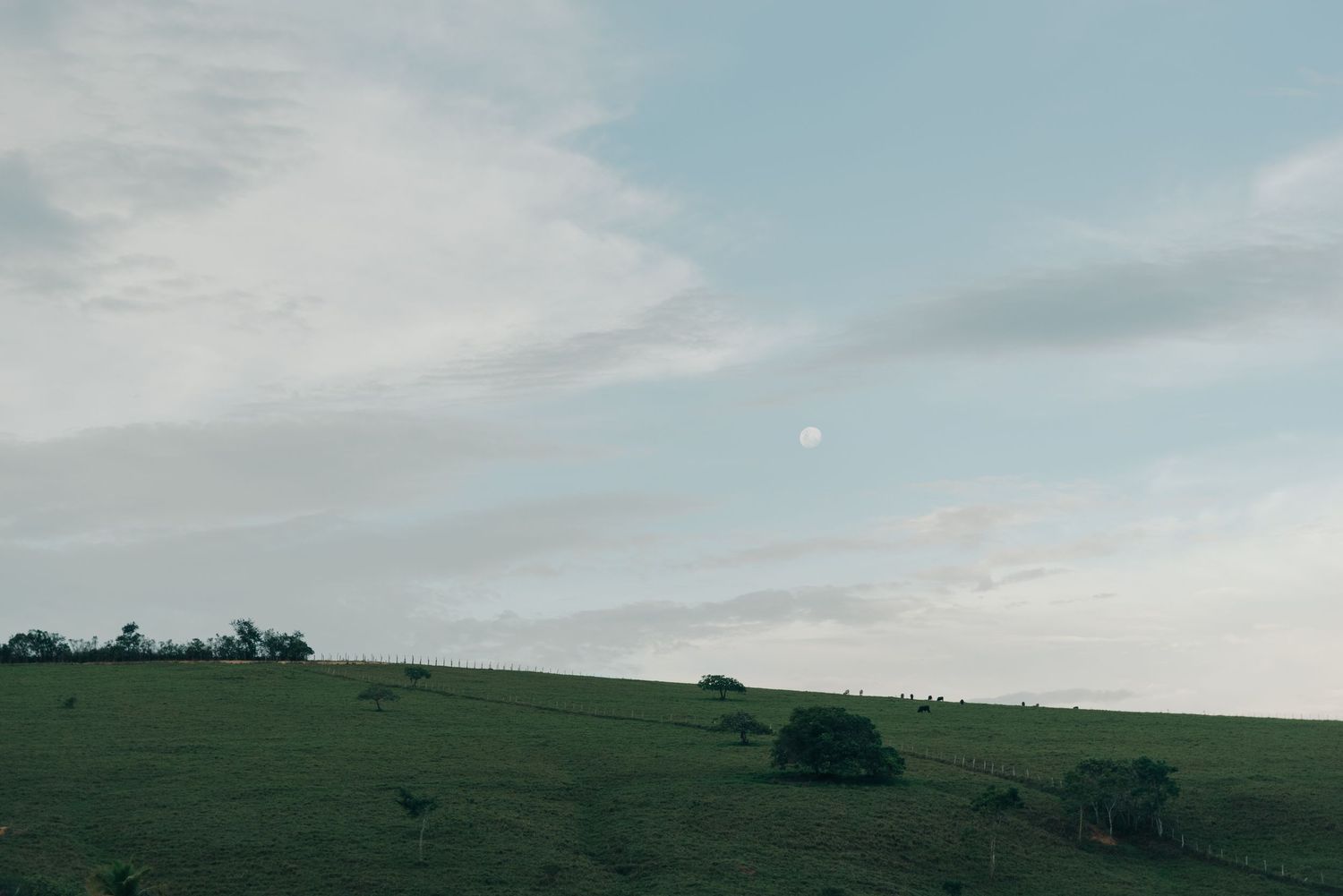 Rolling green hills under a cloudy sky with scattered trees in the distance.