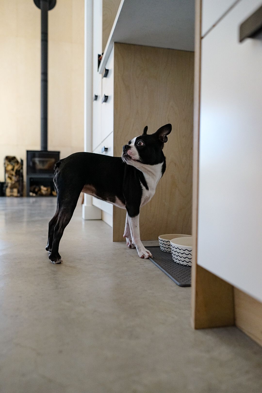 Dog playing and exploring in a minimalist hallway with concrete floors.