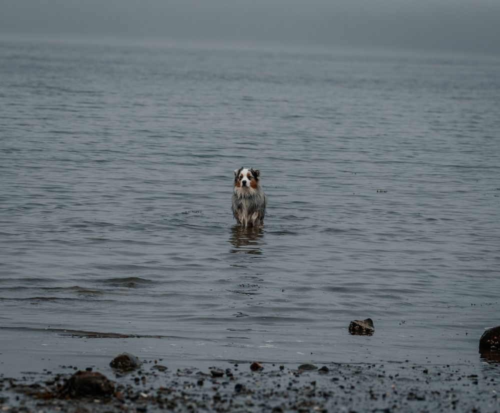 A dog wading through dark water with rocks visible beneath the surface.