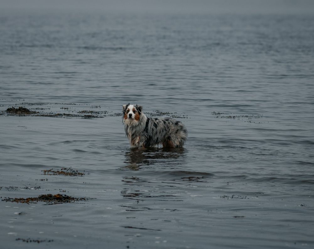 A spotted dog swimming in calm gray waters surrounded by seaweed.